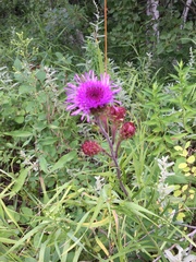 Liatris ligulistylis