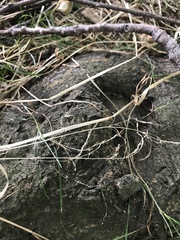 Poa trivialis