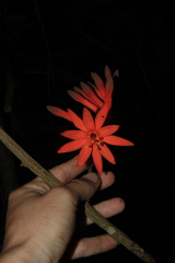 Passiflora spinosa