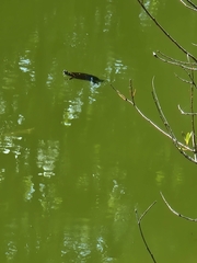 Chrysemys picta marginata