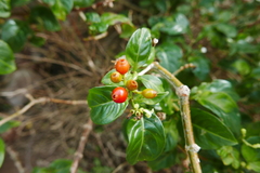 Eumachia microdon