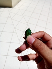 Cotinis mutabilis aurantiaca