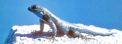 Sceloporus occidentalis taylori