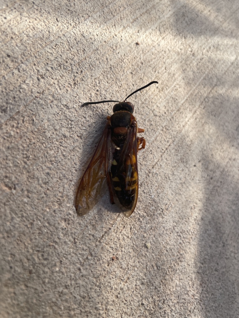 The Ranch Wasp Eastern Cicada-killer Wasp from Triple M Ranch Rd, Hermosa, SD, US on ...