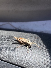 Chorthippus brunneus