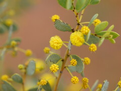 Acacia brachybotrya