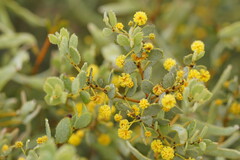 Acacia brachybotrya