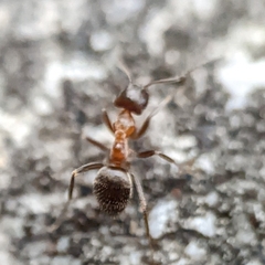 Lasius emarginatus