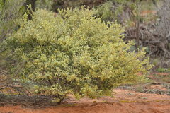 Acacia brachybotrya