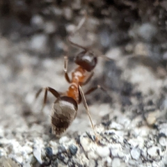 Lasius emarginatus