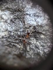 Lasius emarginatus