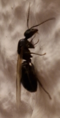 Camponotus