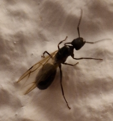 Camponotus