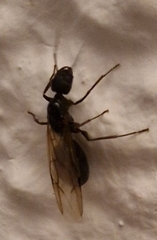 Camponotus