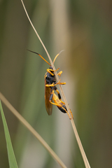 Callajoppa cirrogaster
