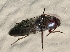Diplostethus opacicollis