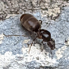 Lasius