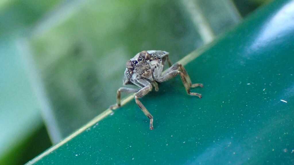 Klopp Insect Issus coleoptratus from Bezirk Lichtenberg, Berlin, Deutschland on ...