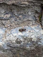 Lasius