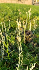 Helichrysum luteoalbum