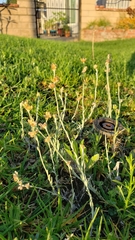 Helichrysum luteoalbum