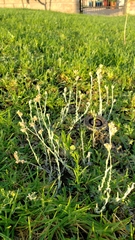 Helichrysum luteoalbum