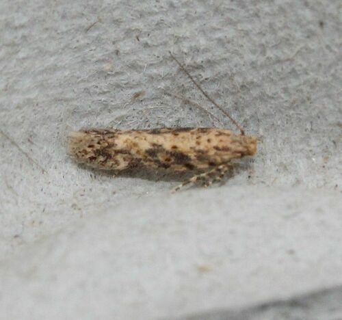 beet moth