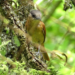 Pachyramphus validus