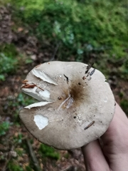Russula consobrina
