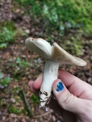 Russula consobrina