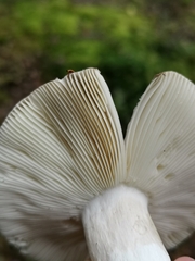 Russula consobrina