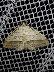 Perizoma parallelolineatum