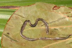 Flathead Worm Snake photo 2