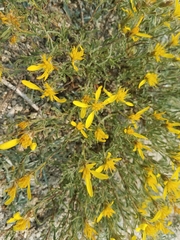 Ericameria suffruticosa