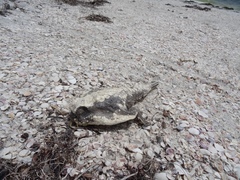Ogcocephalidae