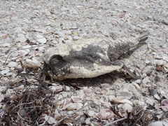 Ogcocephalidae