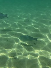 Acanthurus xanthopterus