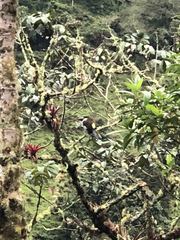 Andigena nigrirostris