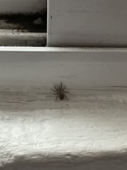 Mexigonus