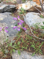 Penstemon heterodoxus
