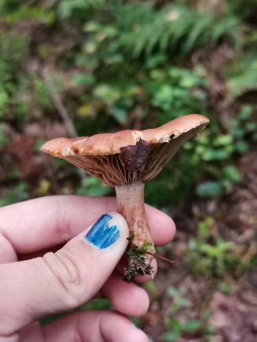 Rufous Milkcap