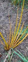 Libertia peregrinans
