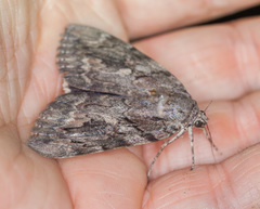 Catocala agrippina