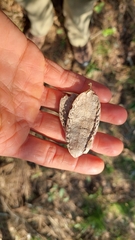 Amphilophium carolinae