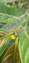 Paramastax duquei