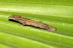 Sphaerodactylus caicosensis