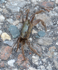 Minuca longisignalis