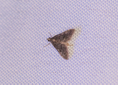 Steniodes declivalis