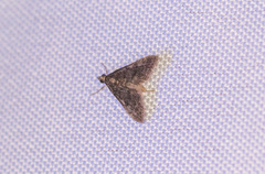 Steniodes declivalis