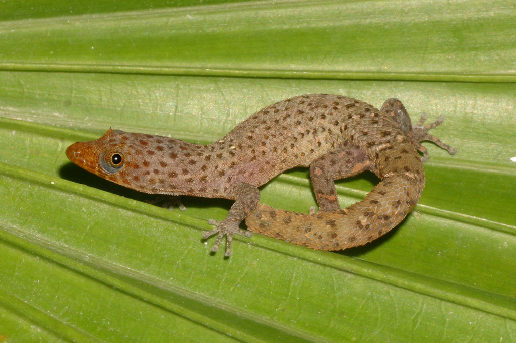 Caicos Banded Sphaero
